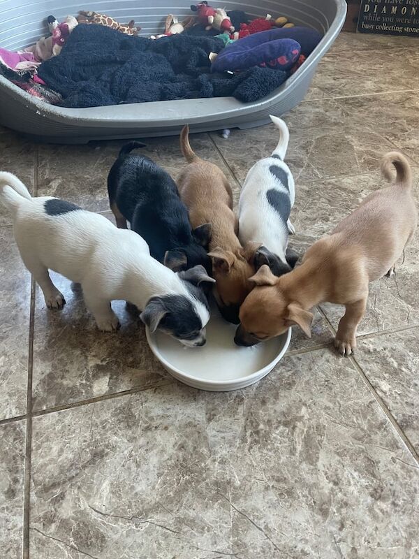 Jack Russell Terrier puppies for sale in Tonyrefail, Mid Glamorgan – 11 months old - Image 1 of 3