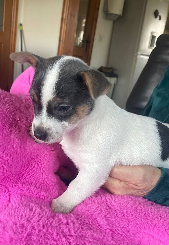 Jack Russell Terrier puppies for sale in Tonyrefail, Mid Glamorgan – 11 months old - Image 2 of 3