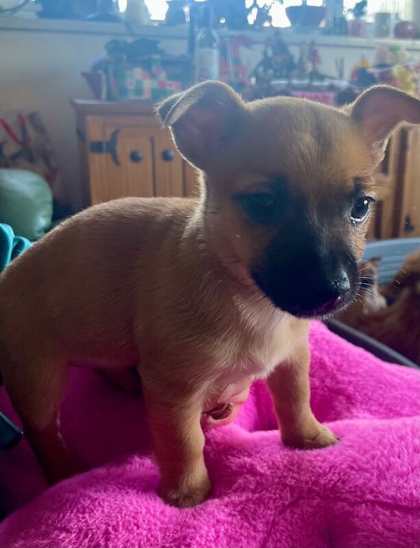 Jack Russell Terrier puppies for sale in Tonyrefail, Mid Glamorgan – 11 months old - Image 3 of 3