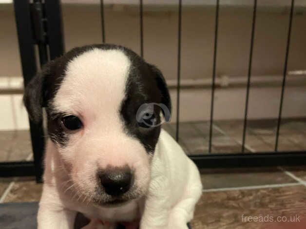 Jack Russell Terrier puppies for sale in Betchworth, Surrey – 1 year old - Image 2 of 5