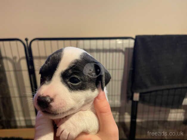Jack Russell Terrier puppies for sale in Betchworth, Surrey – 1 year old - Image 4 of 5