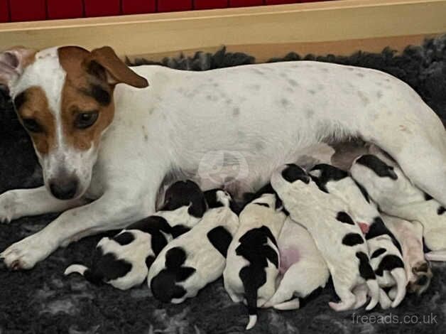 Jack Russell Terrier puppies for sale in Betchworth, Surrey – 1 year old - Image 5 of 5