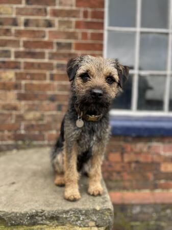Kc border terrier x parsons jack russel for sale in Laughton, East Sussex - Image 1