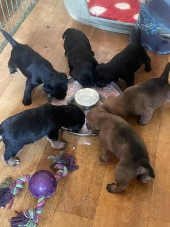 Kc border terrier x parsons jack russel for sale in Laughton, East Sussex - Image 2