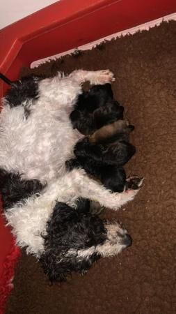 Kc border terrier x parsons jack russel for sale in Laughton, East Sussex - Image 4