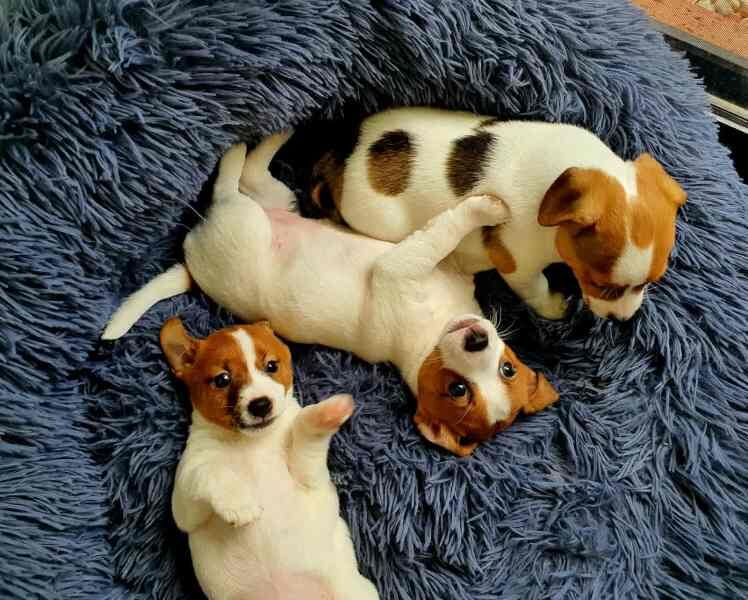 KC Jack Russell Terriers/Boys & Girls Available for sale in Stevenage, Hertfordshire