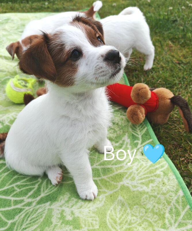 KC REG rough coat Jrt pups for sale in Kirkoswald, Ayrshire and Arran | Image 1