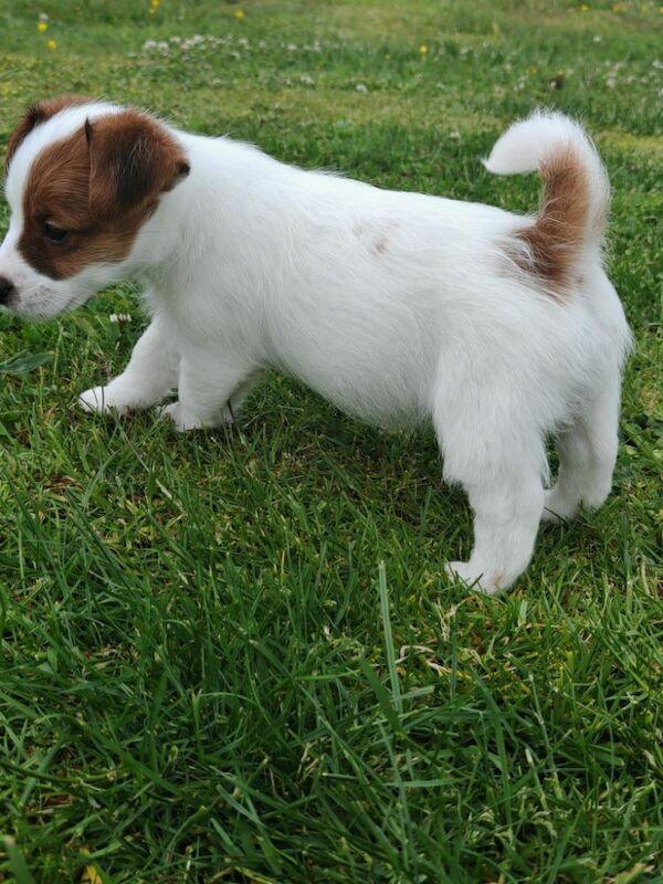 KC REG rough coat Jrt pups for sale in Kirkoswald, Ayrshire and Arran | Image 2
