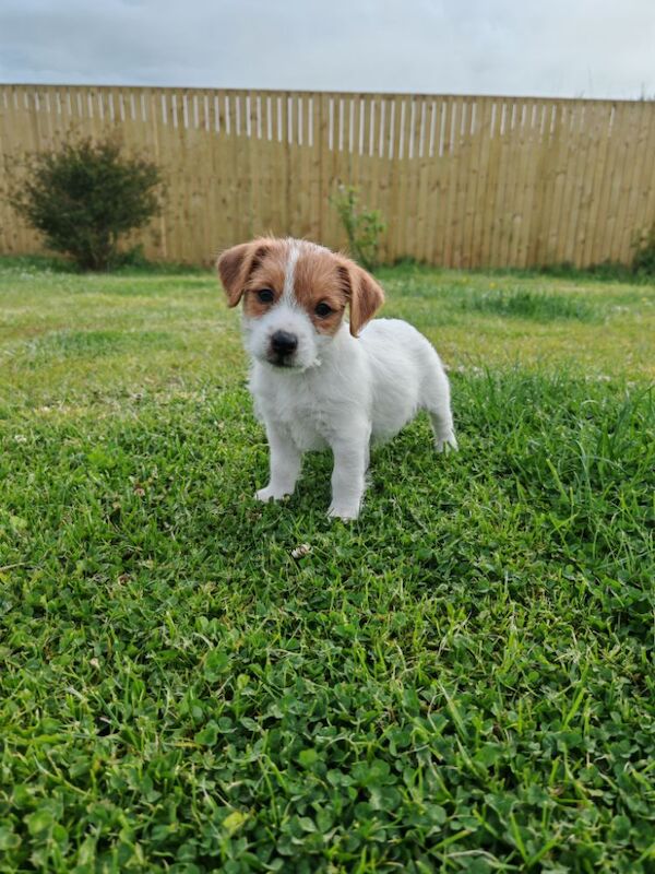 KC REG rough coat Jrt pups for sale in Kirkoswald, Ayrshire and Arran | Image 3