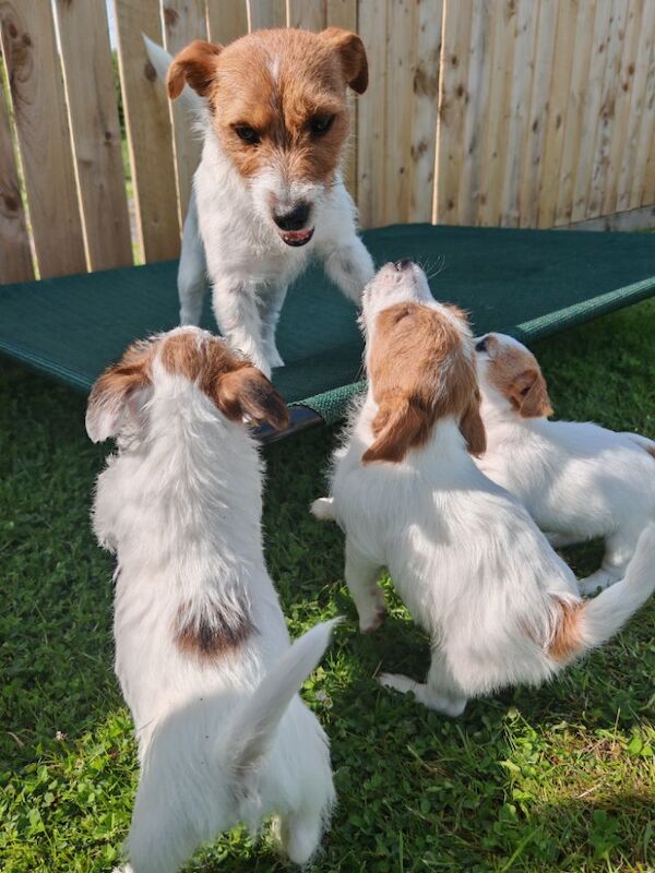 KC REG rough coat Jrt pups for sale in Kirkoswald, Ayrshire and Arran | Image 4