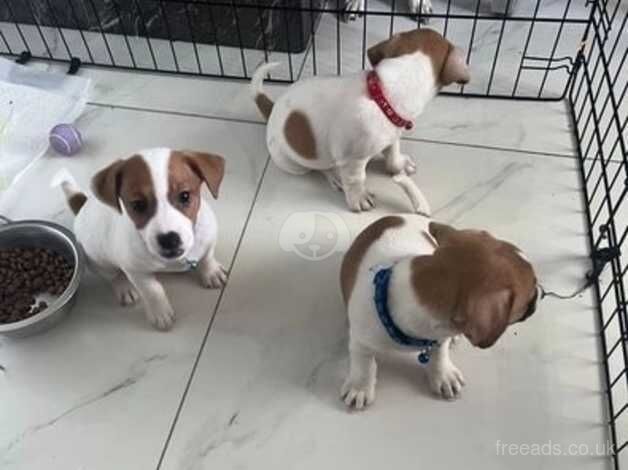 Jack Russell Terrier puppies for sale in Kent – KC registered, 1 year old - Image 2 of 5