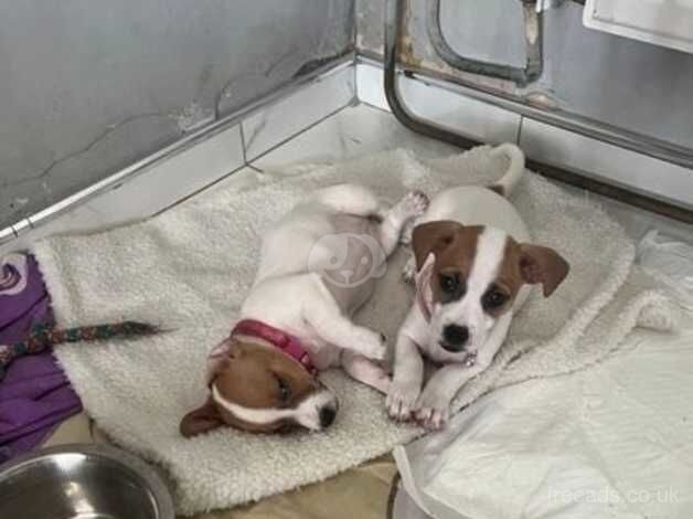 Jack Russell Terrier puppies for sale in Kent – KC registered, 1 year old - Image 5 of 5