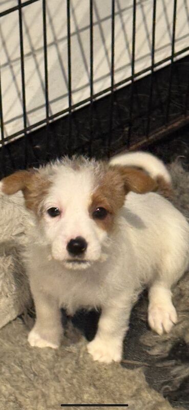 Jack Russell Terrier puppies for sale in Galston, Ayrshire and Arran – KC registered, 8 weeks old