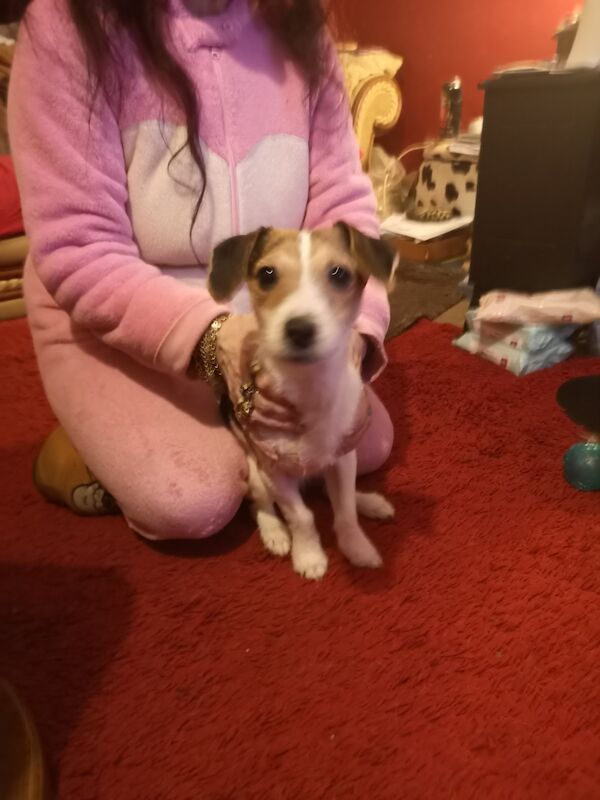 Jack Russell Terrier puppies for sale in Kingston upon Hull, East Riding of Yorkshire – 1 year old - Image 1 of 3