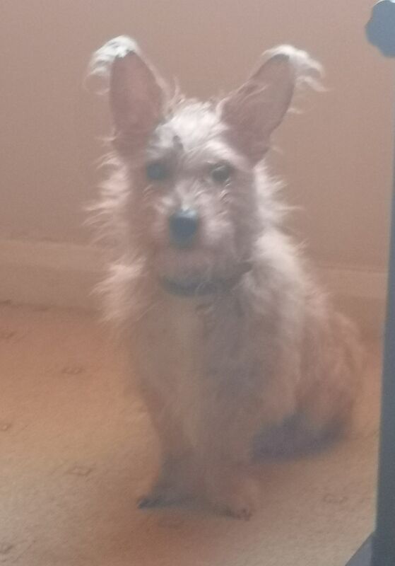 Jack Russell Terrier puppies for sale in Kingston upon Hull, East Riding of Yorkshire – 1 year old - Image 2 of 3