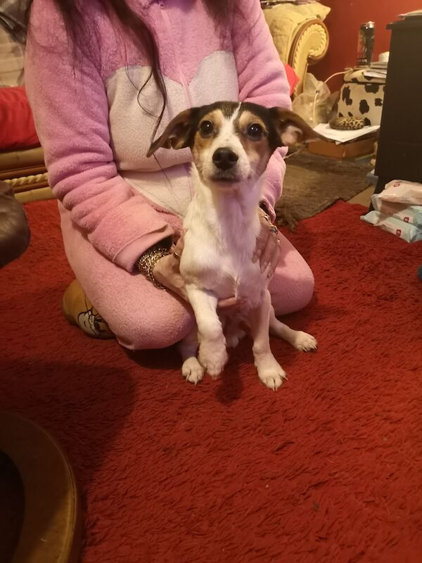Jack Russell Terrier puppies for sale in Kingston upon Hull, East Riding of Yorkshire – 1 year old - Image 3 of 3