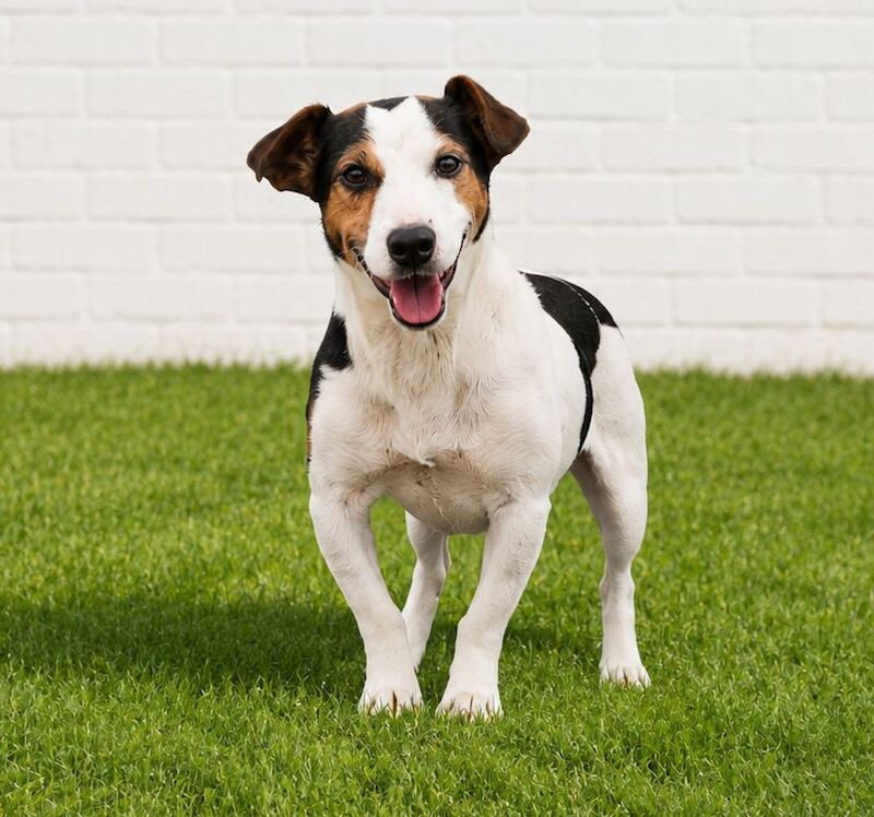 Kisses Beautiful Jack Russell Girl Available Now