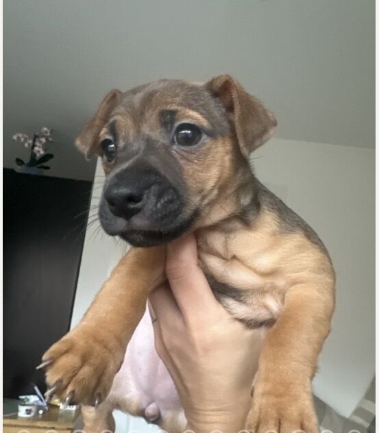 Jack Russell Terrier puppies for sale in Wickham, Hampshire – 6 weeks old