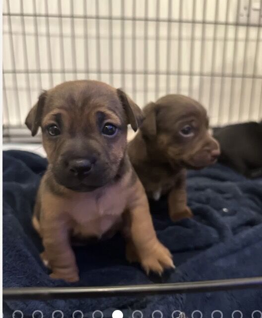 Jack Russell Terrier puppies for sale in Wickham, Hampshire – 6 weeks old - Image 2 of 6