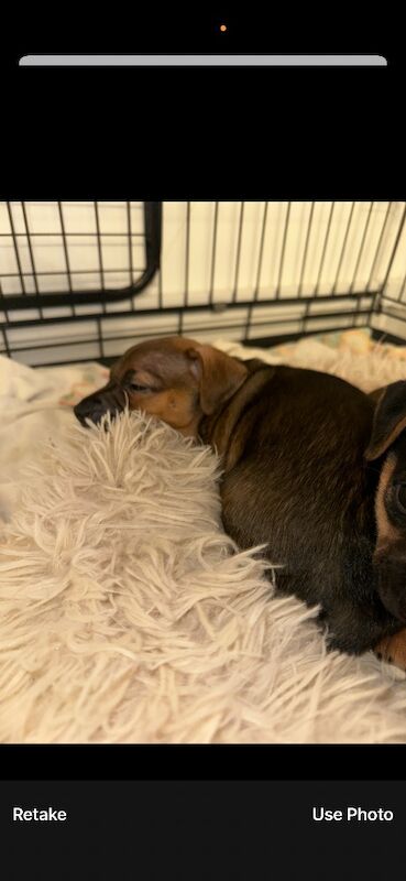 Jack Russell Terrier puppies for sale in Wickham, Hampshire – 6 weeks old - Image 3 of 6
