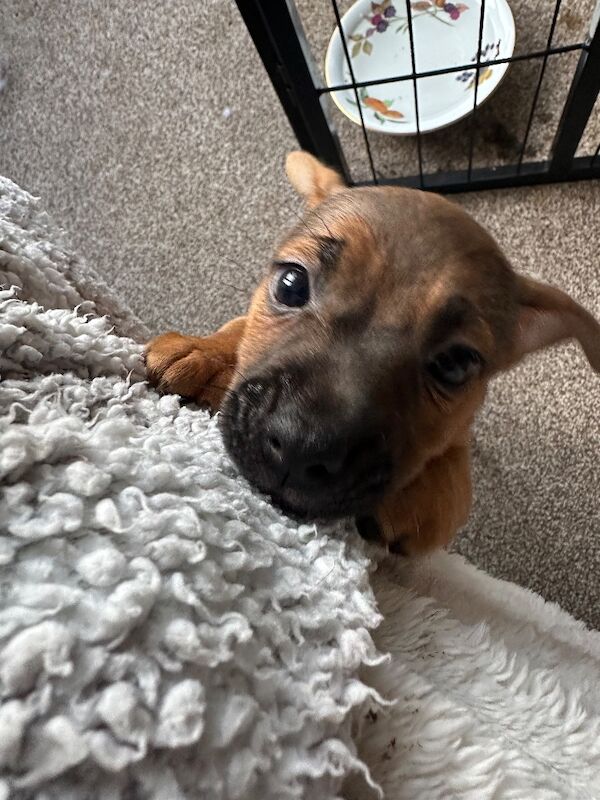 Jack Russell Terrier puppies for sale in Wickham, Hampshire – 6 weeks old - Image 4 of 6