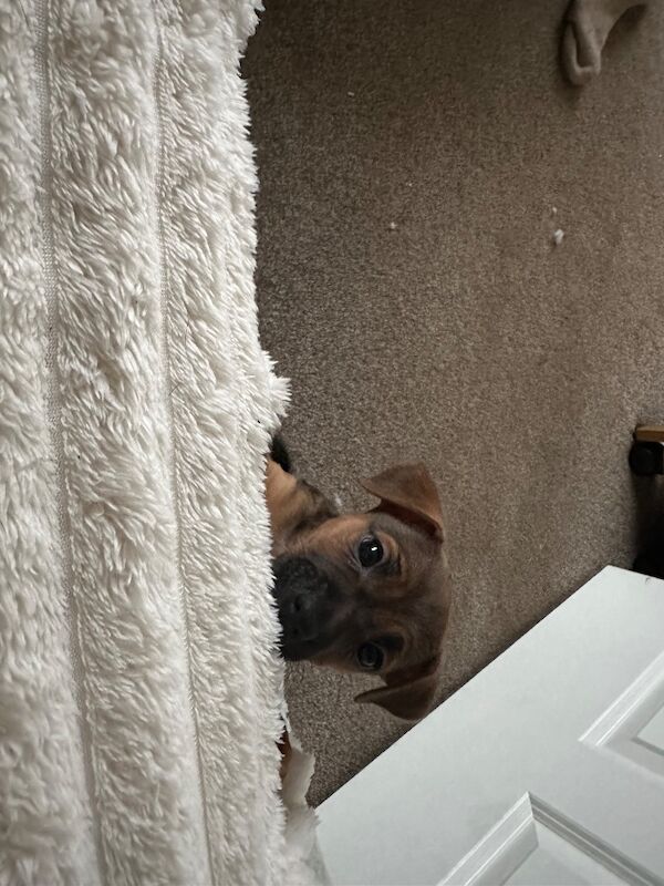 Jack Russell Terrier puppies for sale in Wickham, Hampshire – 6 weeks old - Image 5 of 6