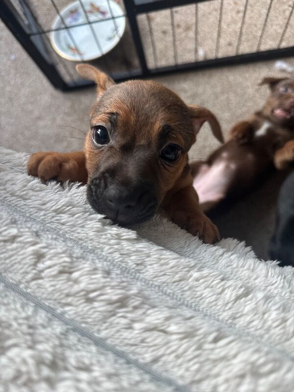 Jack Russell Terrier puppies for sale in Wickham, Hampshire – 6 weeks old - Image 6 of 6