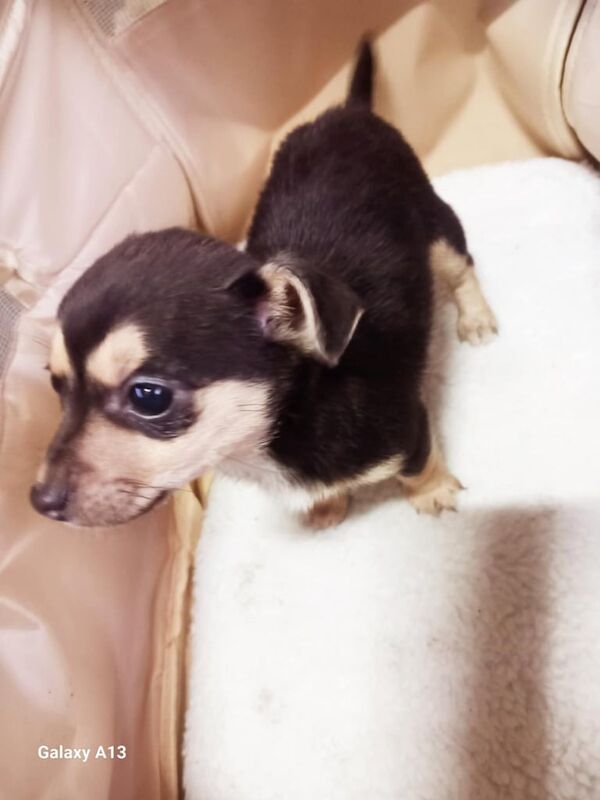 Jack Russell Terrier puppies for sale in Kessingland, Suffolk – 1 year old - Image 1 of 3