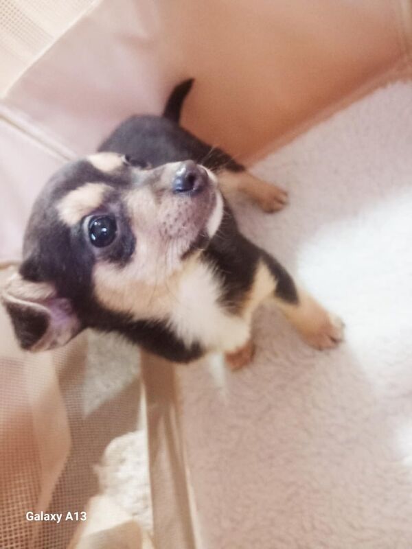 Jack Russell Terrier puppies for sale in Kessingland, Suffolk – 1 year old - Image 2 of 3