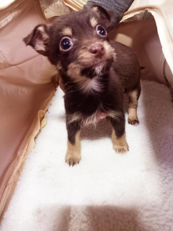 Jack Russell Terrier puppies for sale in Kessingland, Suffolk – 1 year old - Image 3 of 3