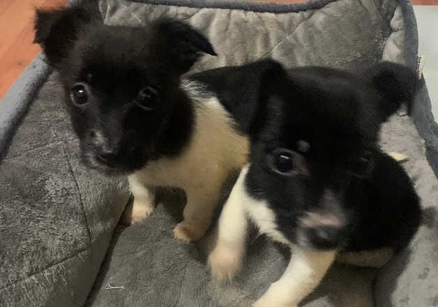 Jack Russell Terrier puppies for sale in Willenhall, West Midlands – 1 year old - Image 1 of 2