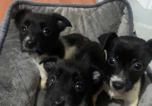 Jack Russell Terrier puppies for sale in Willenhall, West Midlands – 1 year old - Image 2 of 2