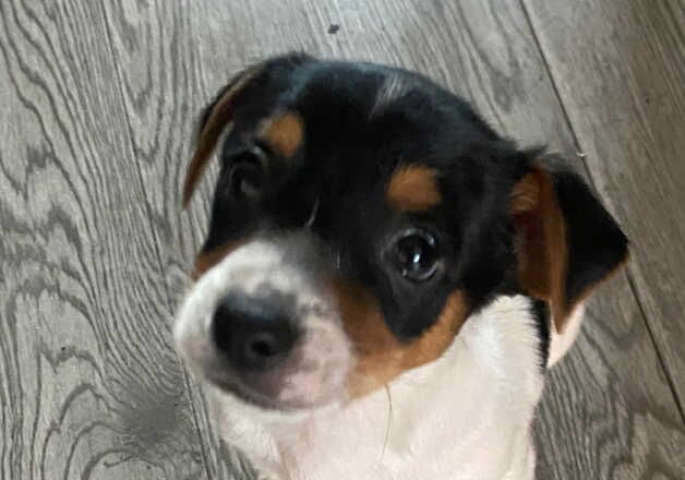 Jack Russell Terrier puppies for sale in Willenhall, West Midlands – 1 year old - Image 1 of 1
