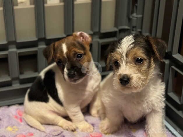 Jack Russell Terrier puppies for sale in Crewkerne, Somerset – 1 year old - Image 3 of 5