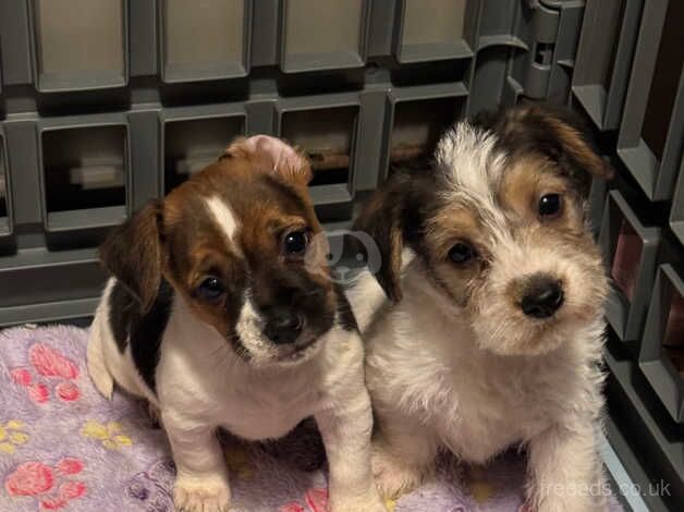 Jack Russell Terrier puppies for sale in Crewkerne, Somerset – 1 year old - Image 4 of 5