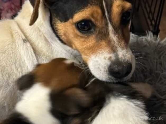 Jack Russell Terrier puppies for sale in Crewkerne, Somerset – 1 year old - Image 5 of 5