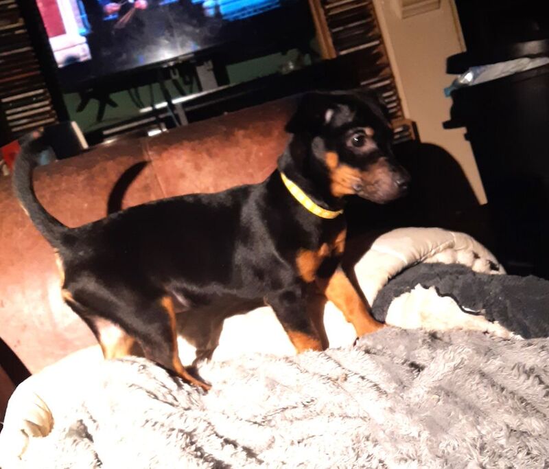 Jack Russell Terrier puppies for sale in Dawlish, Devon – 1 year old - Image 2 of 7