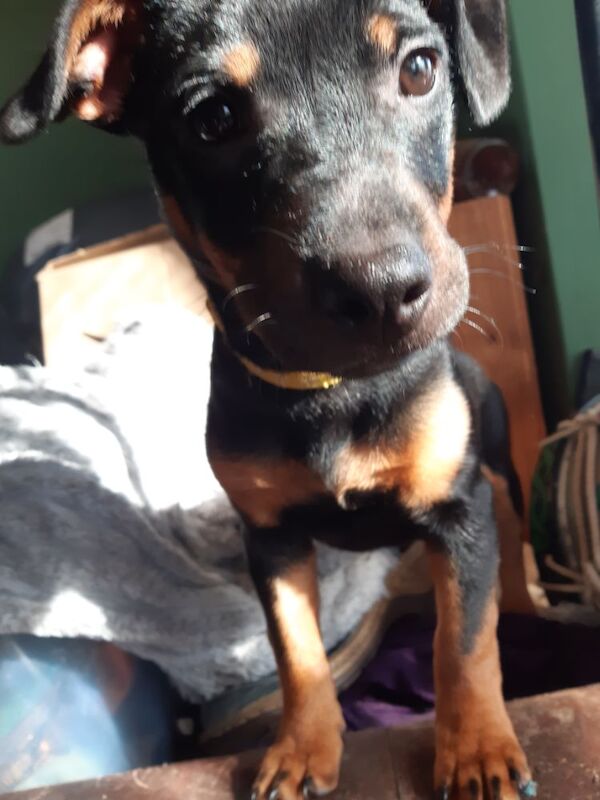 Jack Russell Terrier puppies for sale in Dawlish, Devon – 1 year old - Image 3 of 7