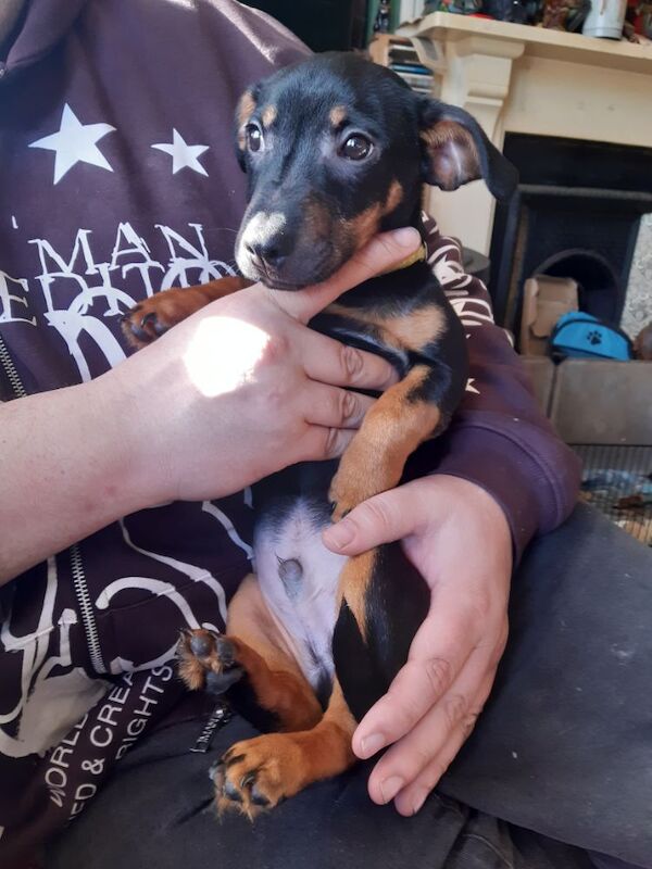 Jack Russell Terrier puppies for sale in Dawlish, Devon – 1 year old - Image 4 of 7