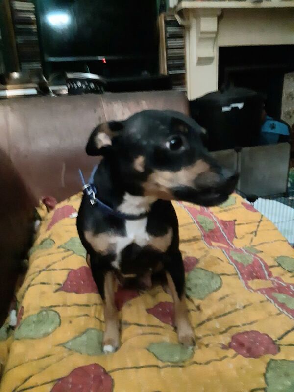 Jack Russell Terrier puppies for sale in Dawlish, Devon – 1 year old - Image 5 of 7