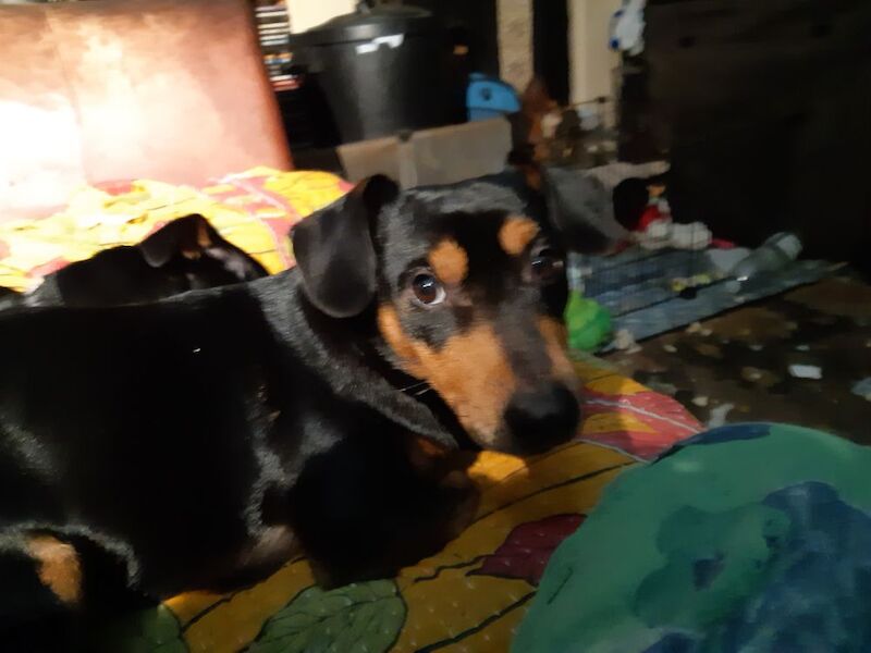 Jack Russell Terrier puppies for sale in Dawlish, Devon – 1 year old - Image 6 of 7