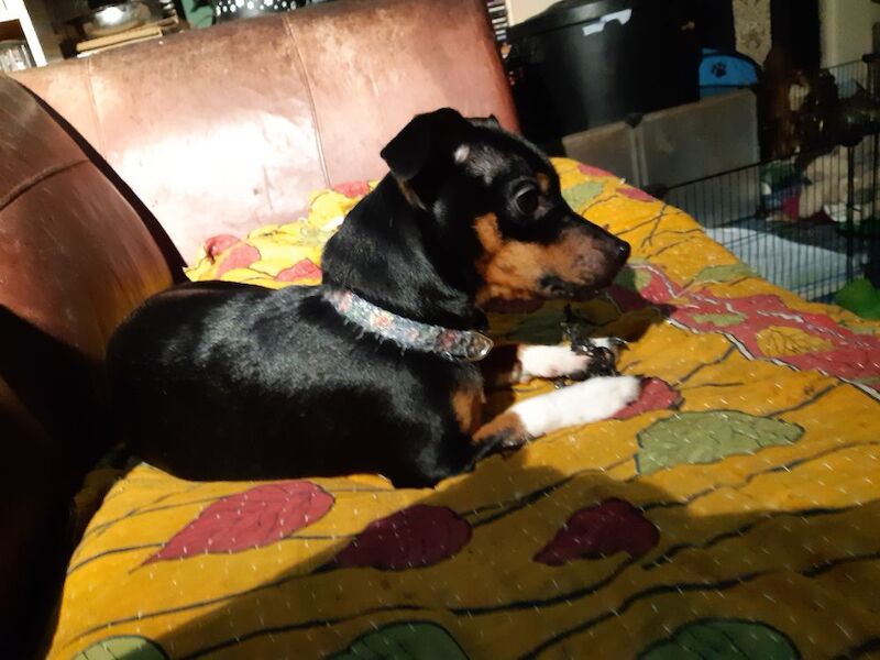 Jack Russell Terrier puppies for sale in Dawlish, Devon – 1 year old - Image 7 of 7