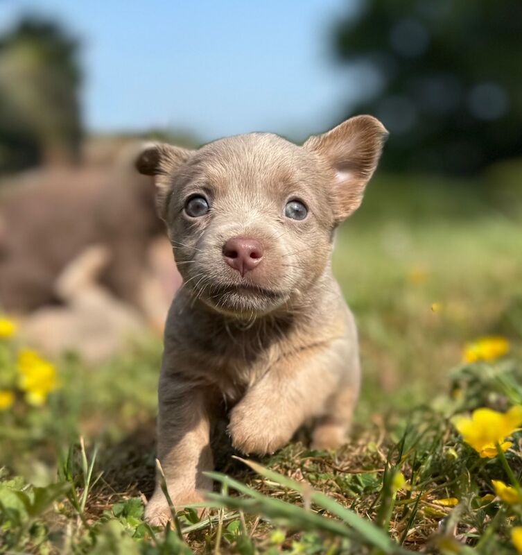 Lilac / Chocolate Wenlock JRT Puppies for sale in Southampton, Hampshire
