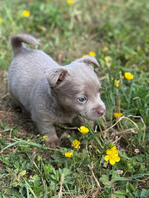 Lilac / Chocolate Wenlock JRT Puppies for sale in Southampton, Hampshire | Image 2