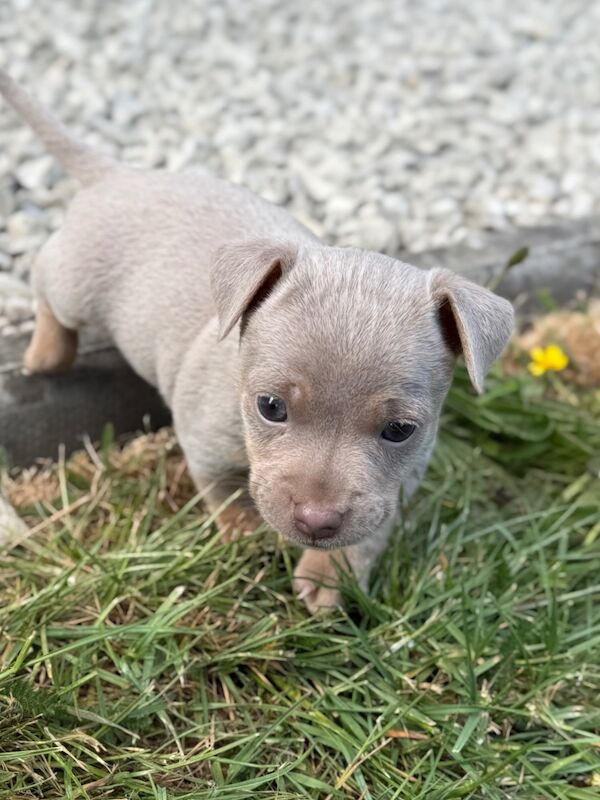 Lilac / Chocolate Wenlock JRT Puppies for sale in Southampton, Hampshire | Image 3
