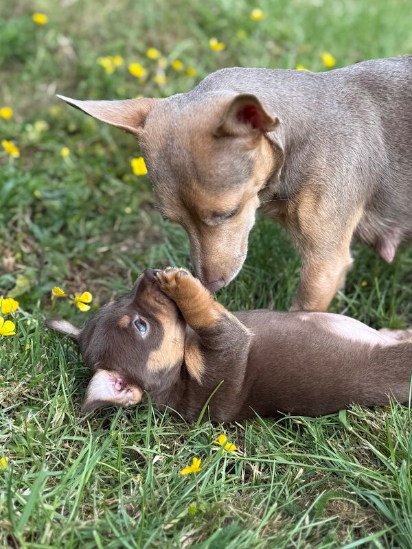 Lilac / Chocolate Wenlock JRT Puppies for sale in Southampton, Hampshire - Image 4