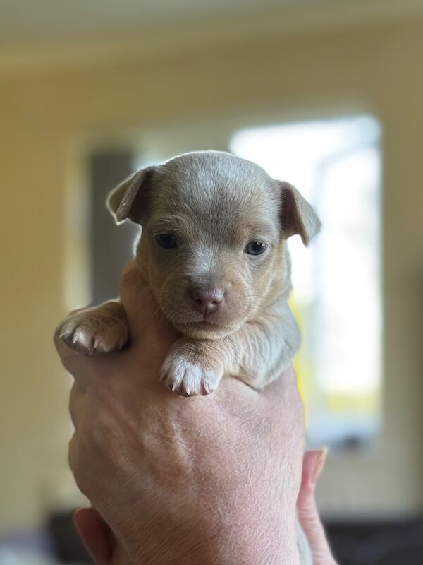 Lilac / Chocolate Wenlock JRT Puppies for sale in Southampton, Hampshire - Image 7