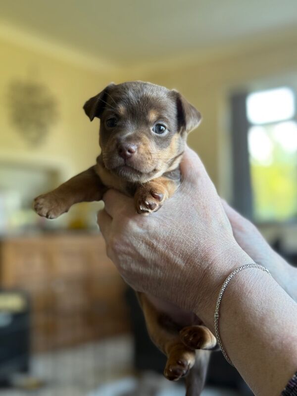 Lilac / Chocolate Wenlock JRT Puppies for sale in Southampton, Hampshire - Image 8