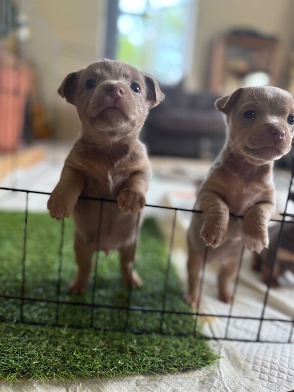 Lilac / Chocolate Wenlock JRT Puppies for sale in Southampton, Hampshire - Image 10
