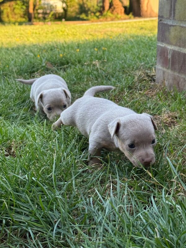 Lilac / Chocolate Wenlock JRT Puppies for sale in Southampton, Hampshire - Image 11